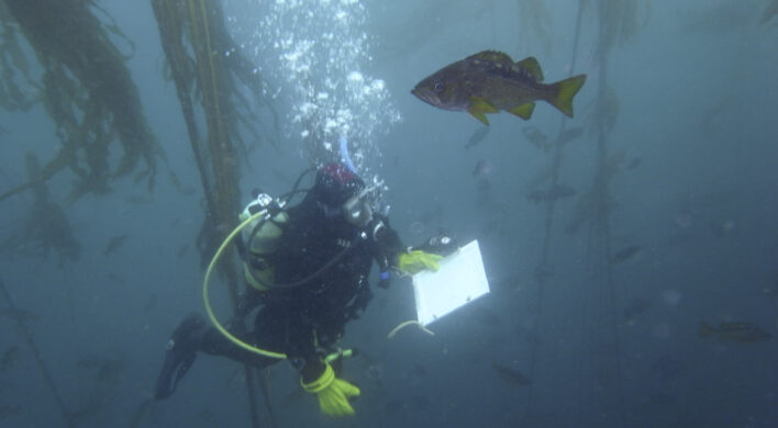 Diver monitoring underwater habitat