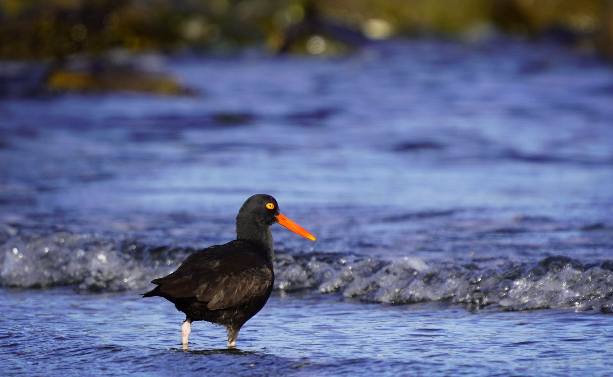 Oyster catcher on shore