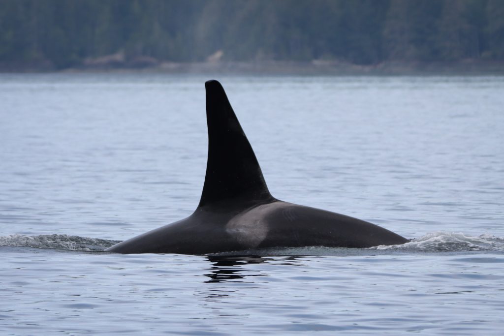 District of Saanich and City of Langford Councils Support Enshrining the Coastal Marine Strategy into Law
