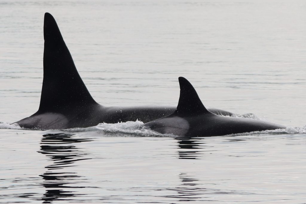 UBCM Endorses our Resolution to Legislate the Coastal Marine Strategy